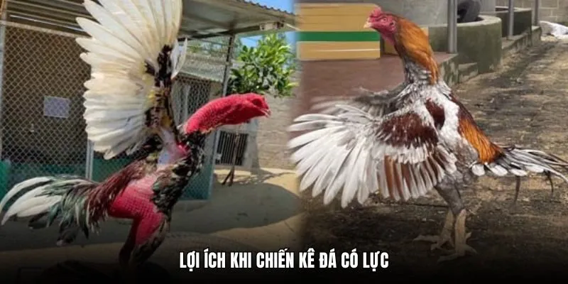 Lợi ích khi chiến kê đá có lực