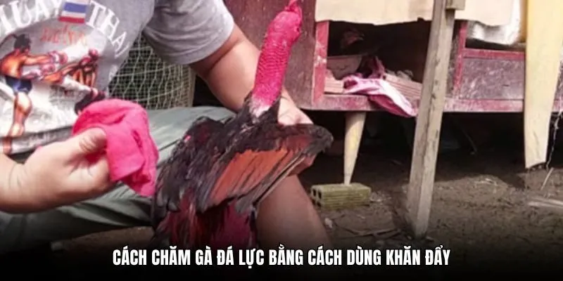 Cách chăm gà đá lực bằng cách dùng khăn đẩy