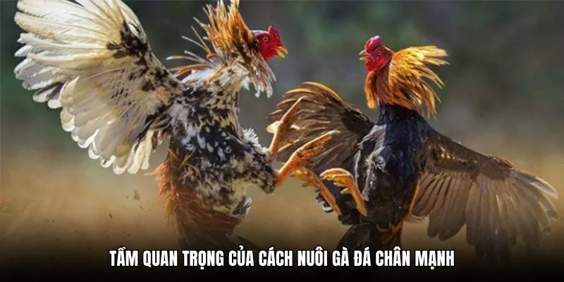 Tầm quan trọng của cách nuôi gà đá chân mạnh hiện nay