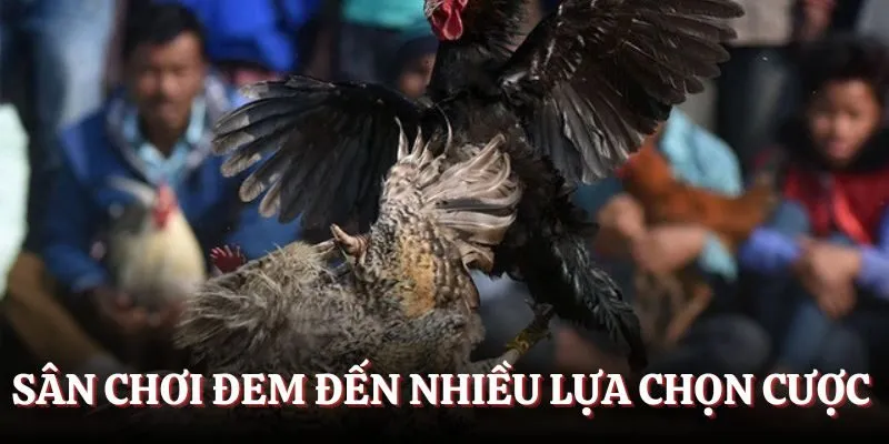 Sân chơi đem đến nhiều lựa chọn cược cho hội viên