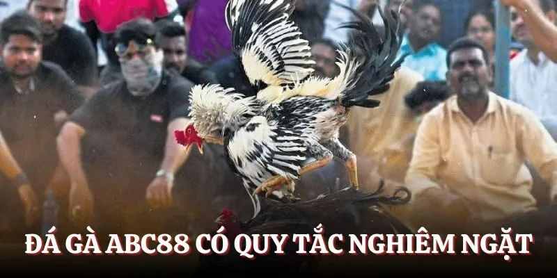 Đá gà tại Ace88 sở hữu bộ quy tắc nghiêm ngặt
