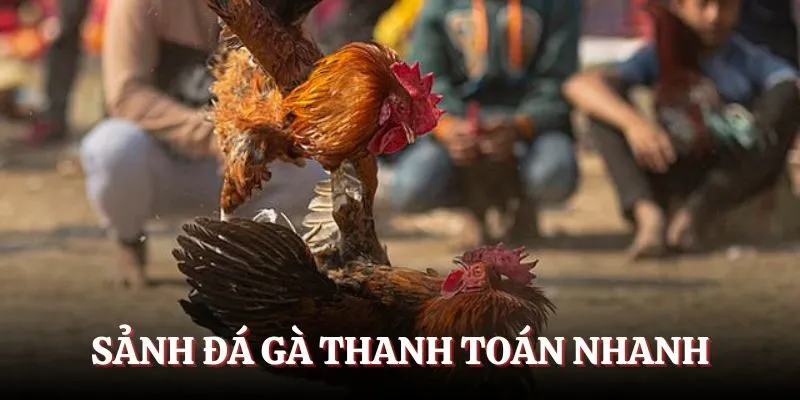 Sảnh đá gà luôn thanh toán rất nhanh cho người chơi Ace88