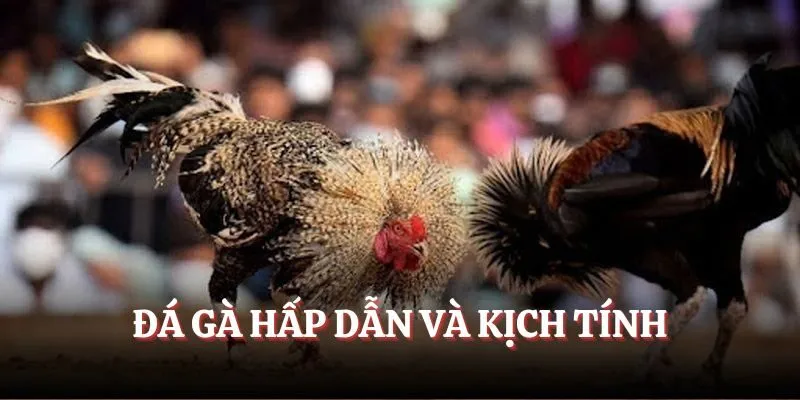 Đá gà hấp dẫn và kịch tính