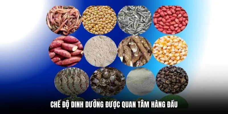 Chế độ dinh dưỡng được quan tâm hàng đầu