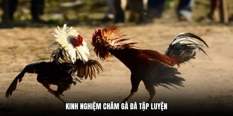 Kinh nghiệm chăm gà đá tập luyện