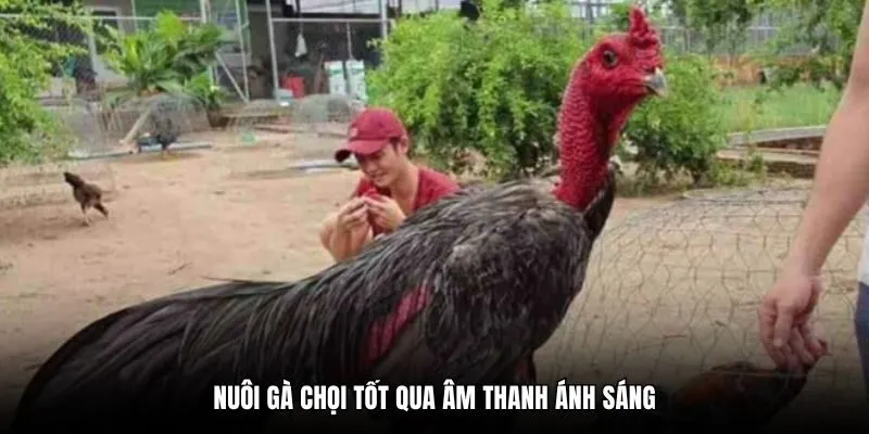 Nuôi gà chọi tốt qua âm thanh ánh sáng