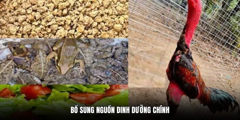 Bổ sung nguồn dinh dưỡng chính
