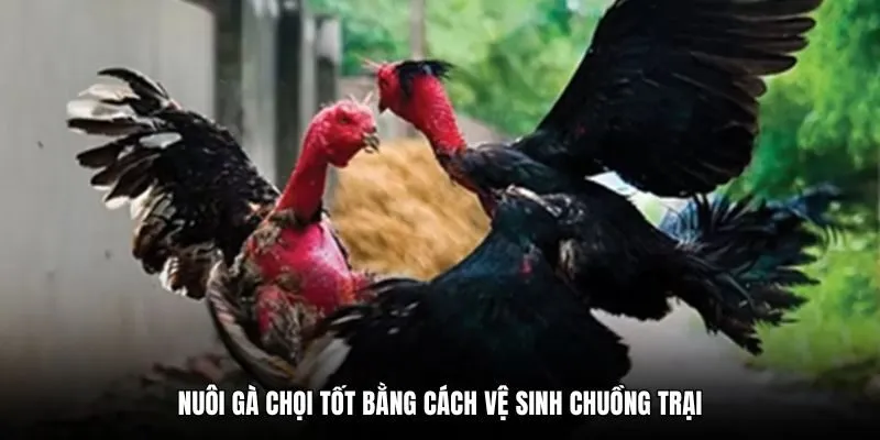 Nuôi gà chọi tốt bằng cách vệ sinh chuồng trại